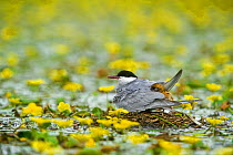 Whiskered Tern (Chlidonias hybridus) with chicks on water covered with yellow floating heart (Nymphoides peltata) in Hortobagy National Park, Hungary, July 2009