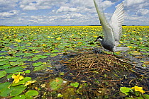 Whiskered tern (Chlidonias hybridus) with stretched wings on nest in lake covered in flowering Fringed water lilies / Yellow floating heart (Nymphoides peltata) Hortobagy National Park, Hungary, July...