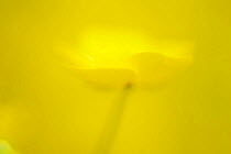 Abstract of Buttercup (Ranunculus acris) flower, close-up, Flatanger, Norway, June 2008