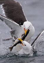 Two Greater black backed gulls (Larus marinus) fighting over fish, Flatanger, Norway, June 2008