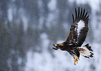 RF- Golden eagle (Aquila chrysaetos) flying in snow, Flatanger, Norway. November. (This image may be licensed either as rights managed or royalty free.)