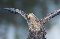White-tailed sea eagle (Haliaeetus albicilla) with wing stretched out, Flatanger, Norway, December 2008