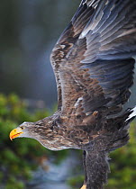 White-tailed sea eagle (Haliaeetus albicilla) stretching wings, Flatanger, Norway, December 2008