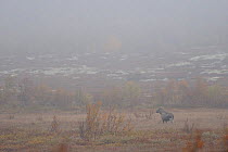 Moose (Alces alces) in mist, Forollhogna National Park, Norway, September