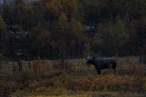 Moose (Alces alces) male, Forollhogna National Park, Norway, September
