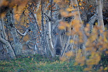Moose (Alces alces) female camouflaged amongst birch trees, Forollhogna National Park, Norway, September