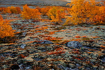 Forollhogna National Park in autumn with lichen and  birch trees (Betula sp.) Norway, September