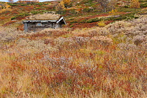 Wooden hut with natural vegetation on roof, Forollhogna National Park, Norway, September 2008