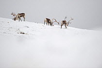 Herd of wild Reindeer (Rangifer tarandus) grazing through snow, Forollhogna National Park in snow, Norway, October 2008