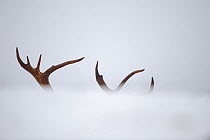 Antlers of wild Reindeer (Rangifer tarandus) in snow and mist, Forollhogna National Park in snow, Norway, October