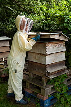 Beekeeper removing top from Hive ready to inspect Honey bees (Apis mellifera), Buckinghamshire, England, UK
