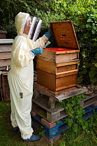 Beekeeper using hive tool to dismantle hive ready to inspect Honey bees (Apis mellifera), Buckinghamshire, England, UK
