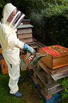 Beekeeper using smoker to subdue Honey bees (Apis mellifera) prior to inspection, Buckinghamshire, England, UK