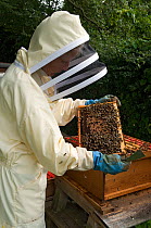Beekeeper inspecting frame of Honey bees (Apis mellifera), Buckinghamshire, England, UK