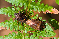 Forest shield bugs (Pentatoma rufipes) Pair mating on braken frond, Hampshire, England, UK