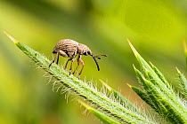 Gorse Weevil (Exapion ulicis) on Gorse spike, UK, Captive
