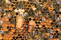 Honey bees (Apis mellifera) on frame in hive with capped and un-capped cells and two queen cells protruding from frame, Buckinghamshire, England, UK