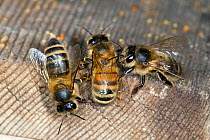 Honey bees (Apis mellifera) workers at hive entrance, Buckinghamshire, England, UK