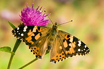 Painted lady butterfly (Vanessa cardui) at rest with wings open on knapweed, Captive, UK