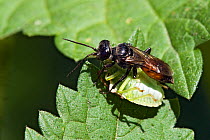 Shield Bug Hunting Wasp (Astata boops) dragging Shield bug prey back to its burrow, A small wasp that specialises in hunting 6th instar Sheild Bugs which it paralyses and takes back to its burrow wher...