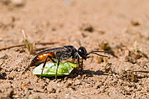 Shield Bug Hunting Wasp (Astata boops) dragging Shield bug prey back to its burrow, A small wasp that specialises in hunting 6th instar Sheild Bugs which it paralyses and takes back to its burrow wher...