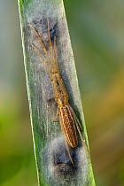 Slender Orb Spider (Tetragnatha sp.) guarding egg sacs on Reed stem, Hertfordshire, England, UK