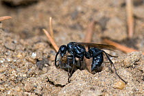 Spider hunting wasp (Auplopus carbonarius) collecting nesting material by exuding saliva onto soil and collecting it up as a damp ball, London, England, UK