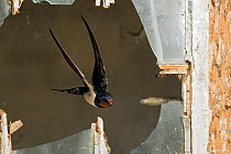 Barn swallow (Hirundo rustica) adult flying into barn through derelict window, Hertfordshire, England, UK