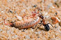 Wood ant (Formica rufa) dragging sand hopper prey along beach, Brownsea Island, England, UK
