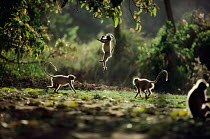 Young Southern plains grey / Hanuman langurs {Semnopithecus dussumieri} playing, jumping up for leaves, Ranthambore National Park, Rajasthan, India  NOT FOR STOCK SALE, PLEASE CHECK WITH TIM A BEFORE...