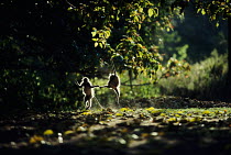 Young Hanuman langurs (Presbytis entellus) playing, jumping up for leaves, Ranthambore National Park, Rajasthan, India  NOT FOR STOCK SALE, PLEASE CHECK WITH TIM A BEFORE SENDING TO CLIENTS