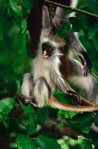 Zanzibar Red Colobus (Procolobus kirkii) infant swinging from branch, Jozani Forest, Zanzibar, Tanzania   NOT FOR STOCK SALE, PLEASE CHECK WITH TIM A BEFORE SENDING TO CLIENTS