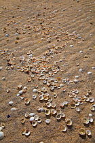 Shells on Luskentyre sand dune system, South Harris, Outer Hebrides, Scotland, UK, June 2009