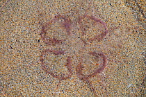 Common jellyfish (Aurelia aurita) washed up on beach, Luskentyre sand dunes system, South Harris, Outer Hebrides, Scotland, UK, June 2009