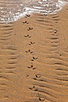 Common gull (Larus canus) tracks on Luskentyre Banks, South Harris Island, Outer Hebrides, Scotland, UK, June 2009