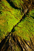 Algae and seaweed on rock, Mol Foirs Geodha, Mealasta, Southwest Lewis island, Outer Hebrides, Scotland, UK, June 2009