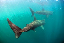 Two Basking sharks (Cetorhinus maximus) Mull, Scotland, June 2009