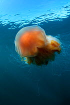 Lion's mane jellyfish (Cyanea capillata) Mull, Scotland, June 2009