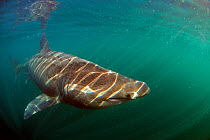 Basking shark (Cetorhinus maximus) swimming just below the surface with light patterns on body, Mull, Scotland, June 2009
