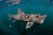 Basking shark (Cetorhinus maximus) Mull, Scotland, June 2009