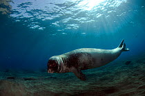 Male Monk seal (Monachus monachus) Deserta Grande, Desertas Islands, Madeira, Portugal, August 2009, Critically endangered species