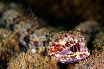Diamond lizardfish (Synodus synodus) with mouth open showing teeth, Deserta Grande, Desertas Islands, Madeira, Portugal, August 2009