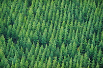Aerial view of a Norway spruce (Picea abies) plantation, Uppland, Sweden, September 2008