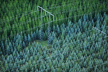 Aerial view of electricity pylons with wires crossing over a Norway spruce (Picea abies) plantation, Uppland, Sweden, September 2008