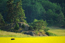 Female European moose (Alces alces) in flowering field, Elk, Morko, Sormland, Sweden, July 2009