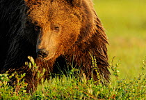 European brown bear (Ursus arctos) Kuhmo, Finland, July 2009