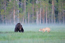 European grey wolf (Canis lupus) interacting with a European brown bear (Ursus arctos) Kuhmo, Finland, July 2009