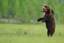 European brown bear (Ursus arctos) standing on hind legs with water dipping from paws, Kuhmo, Finland, July 2009