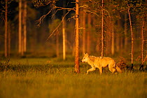 European grey wolf (Canis lupus) walking, Kuhmo, Finland, July 2009