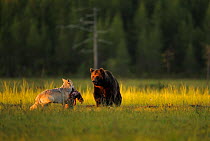 European grey wolf (Canis lupus) carrying prey interacting with a European Brown bear (Ursus arctos) Kuhmo, Finland, July 2009